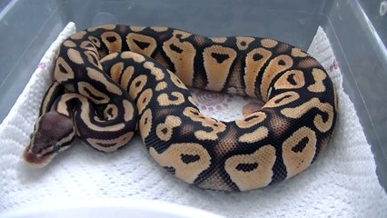 Ball Python Morph holdbacks 2014