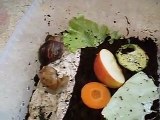African giant snails