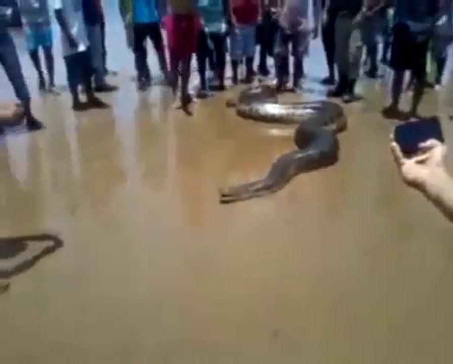 Giant anaconda beach in Brazil