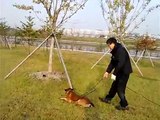 malinois tracking & obedience