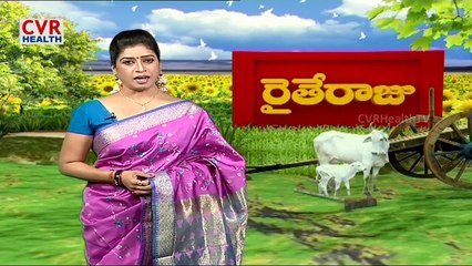 Dairy farming with Holstein-Friesian Cows - Raithe Raju
