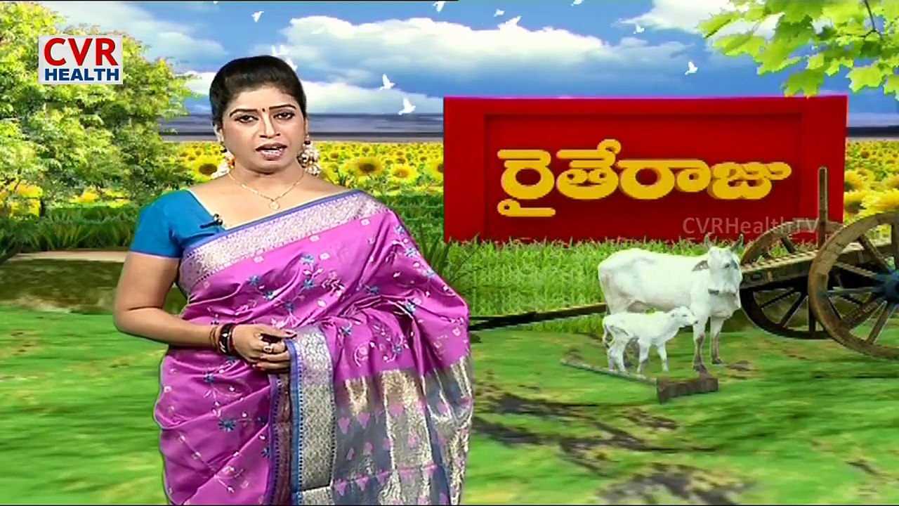 Dairy farming with Holstein-Friesian Cows - Raithe Raju