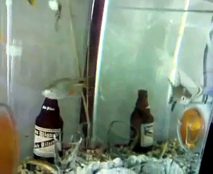 MY 15 Gal freshwater aquariums "drunk fish"