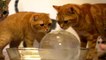 Des chats trop drole savourent une grosse bulle d'eau