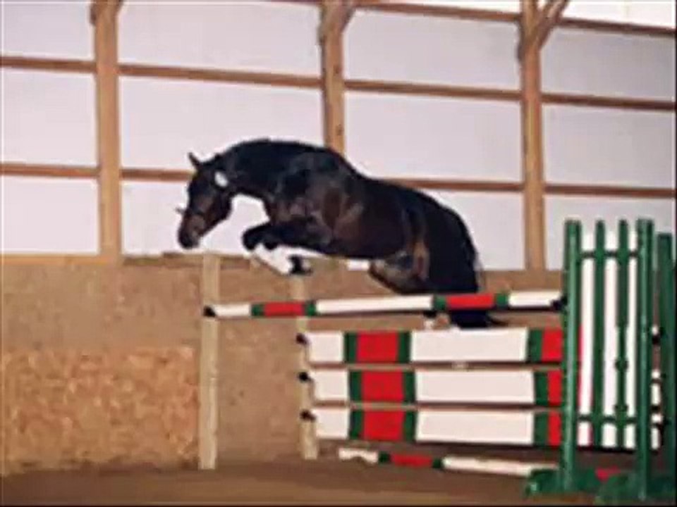 Belgian Warmblood Stallion Puerto D'Azur