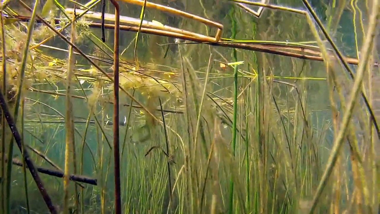 carpe a gogo ,plongée solo a la bamboulé  , pêrches, silure (petits), brochet l'étang staedly