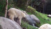 Die Wilde aus Duisburg: Sibirischer Tiger Ahimsa und Jegor - Tierpark Hellabrunn