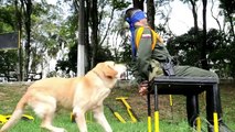 Perros policía en Colombia
