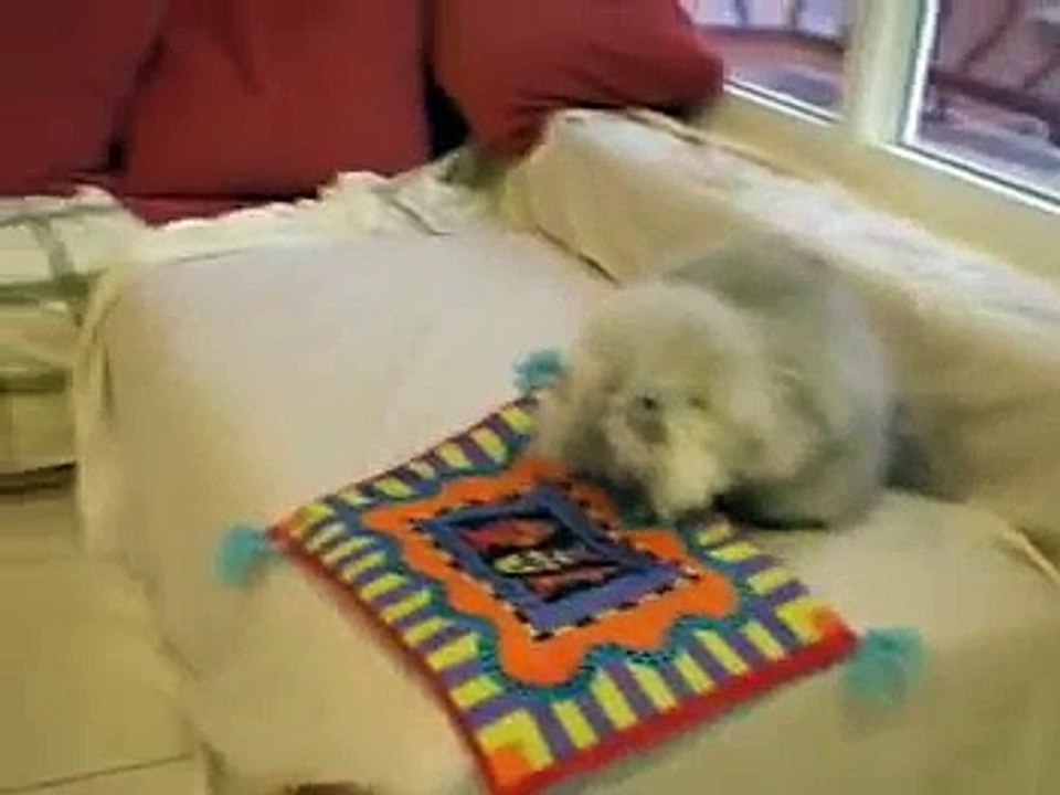 My cats