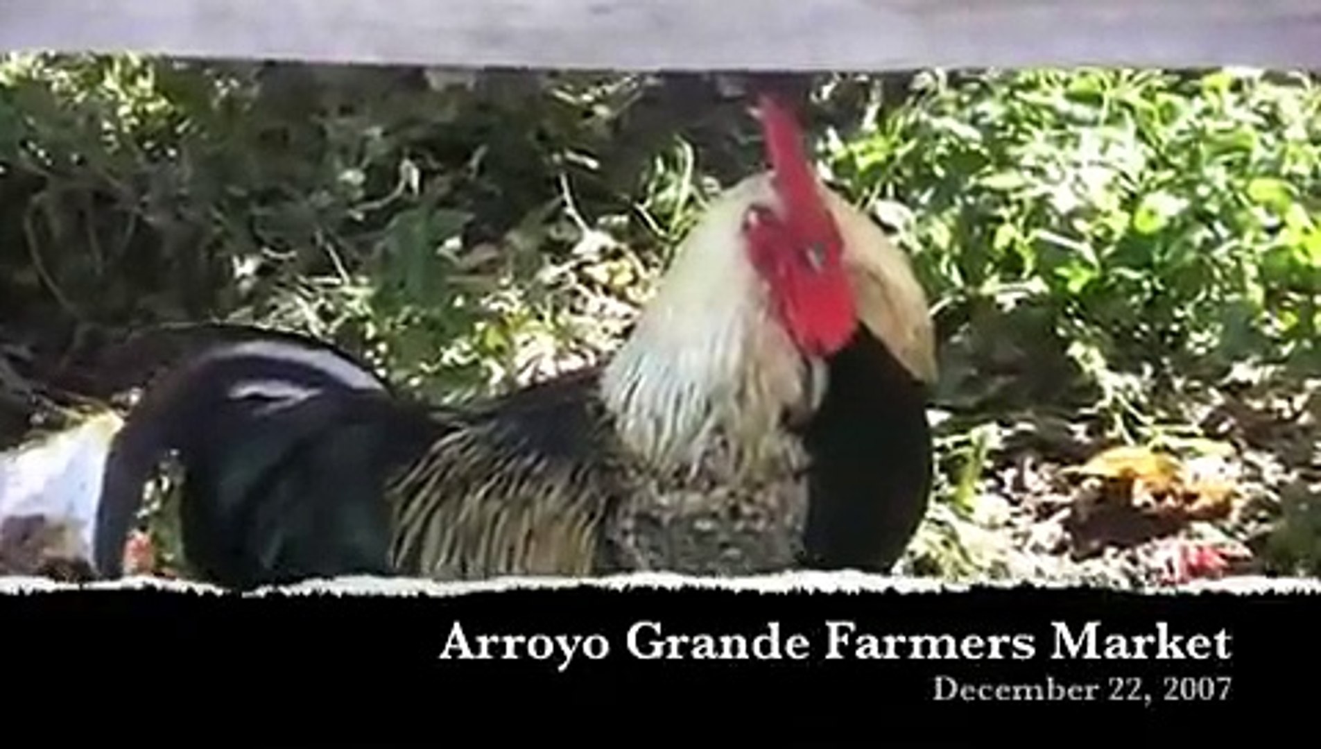 Arroyo Grande Roosters