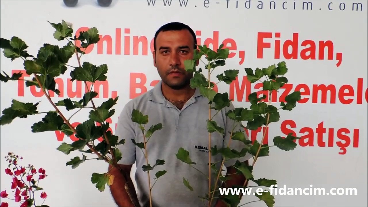 Siyah Kırmızı Frenk Üzümü Fidanı Özellikleri ve Satışı