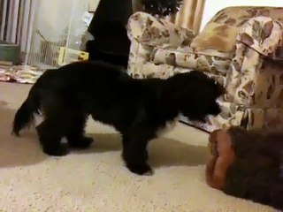 Quincy Gives the Bear Slippers a Hump