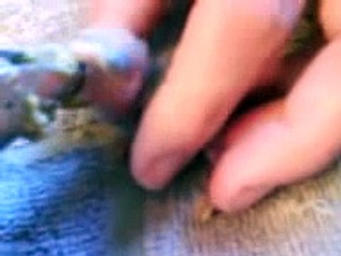 hand rearing a 4 day old love bird x