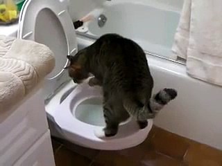 トラ、トイレ完璧！！