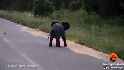 un bébé éléphant court après les oiseaux !