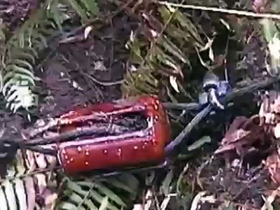 Bigfoot