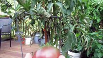 Great Container Tomatoes: The 'Black Krim' Heirloom - The Rusted Garden 2013