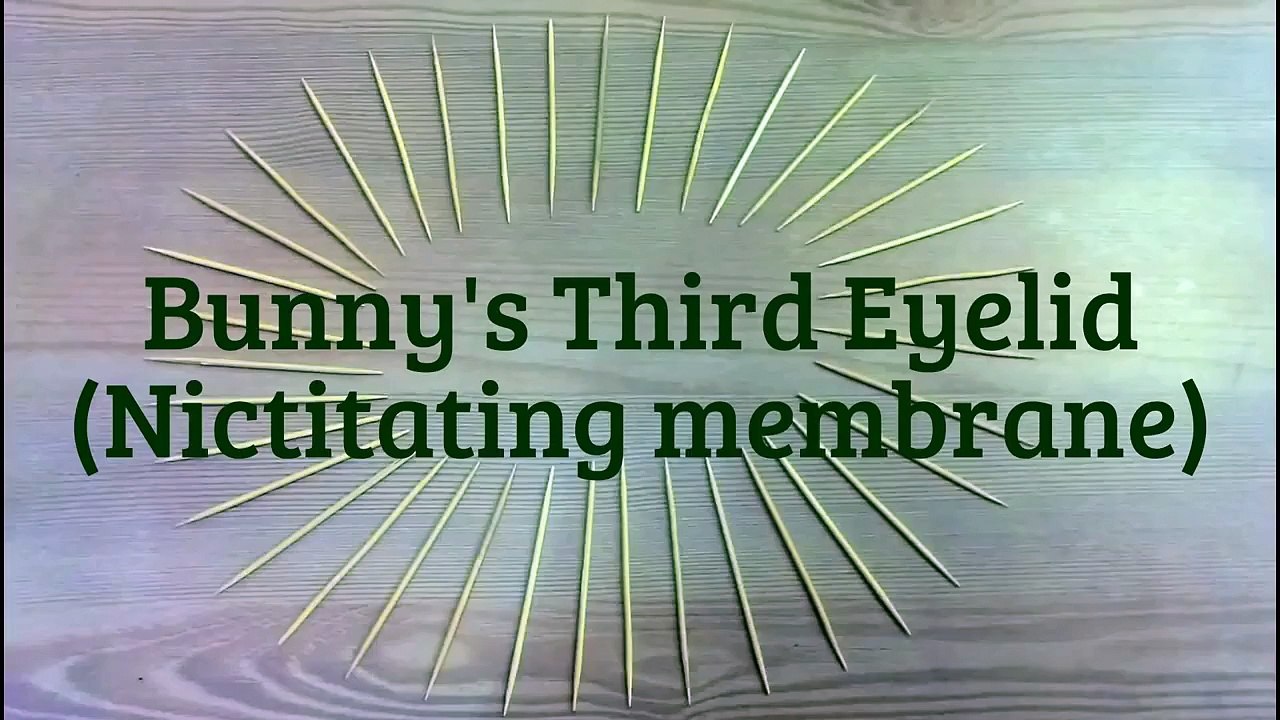 Rabbit's Third Eyelid (Nictitating Membrane)