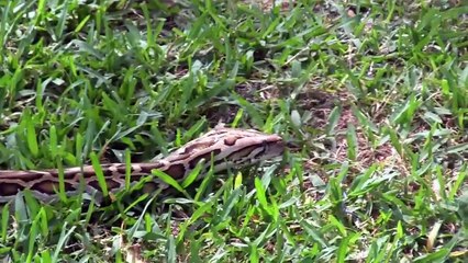 Half Dwarf Burmese Python