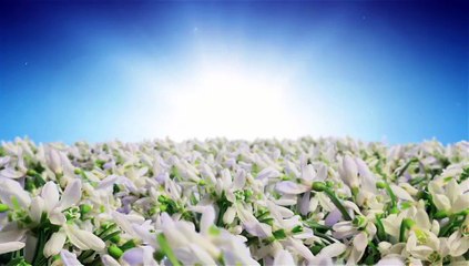 After Effects Project Files - Spring Flowers Logo Sting - VideoHive 7750658