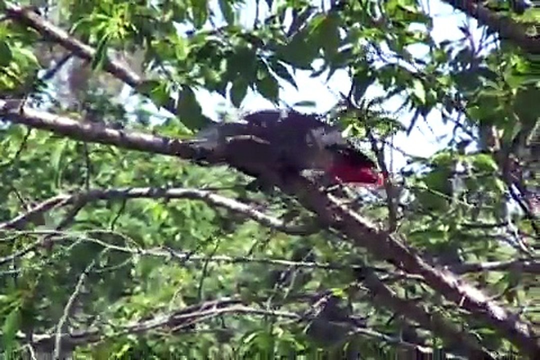 Manzi free flying African Grey