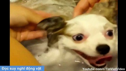 [Tin Việt Tv] Đọc Suy Nghĩ Động Vật ✔