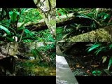 Bosques Tropicales