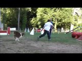 Cathy et Gust entrainement Agility 29/07/2015