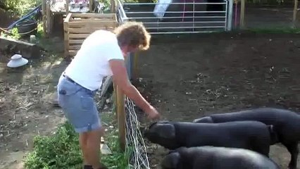 Large Black Girls (Pigs)