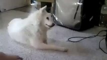 My pet responding to music! Funny Pranks and Funny Animals Clips _ New Funny Videos, May 2014.mp4