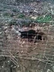 jagd terrier and coyote