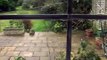 Long-tailed Tit Hanging Around The Kitchen Window