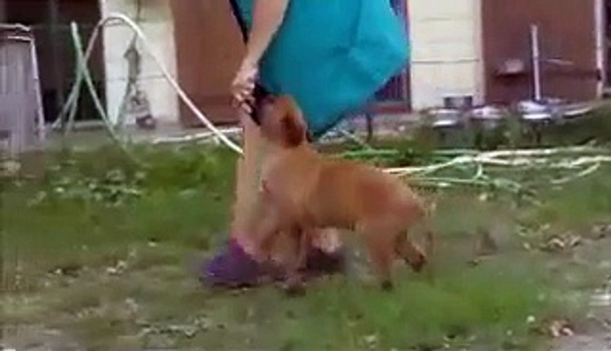 CHIOTS MALINOIS Obéissance  2 mois