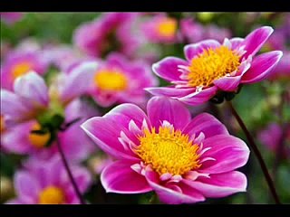 Ahmed Bukhatir-Rabbunallah