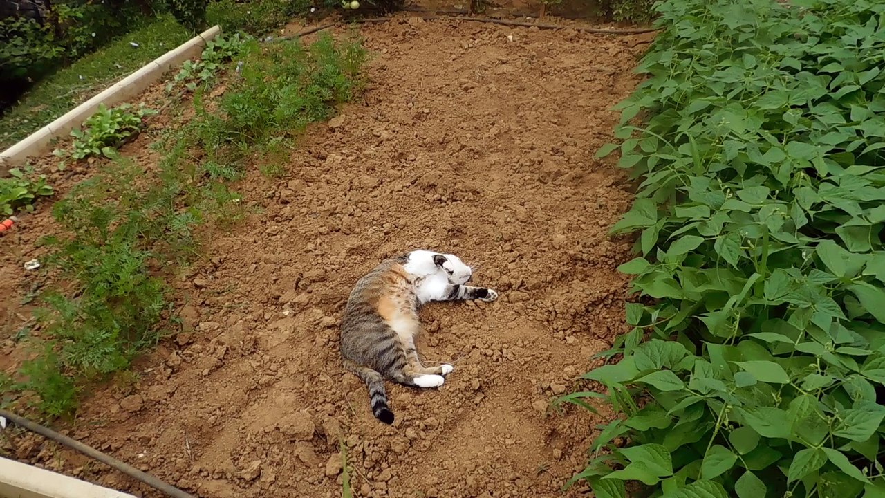 je me roule dans la terre, j'adore