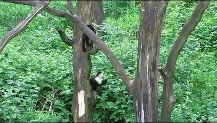 "Extreme fight" between white-headed capuchins at Apenheul Primate Park, May 2014
