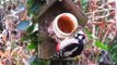 Vroege Vogels - 37 vogelsoorten in de tuin