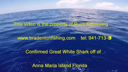 Confirmed Great White Shark Anna Maria Island Florida