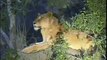 Lionesses and Cubs Djuma PM 07/08/07 - 4