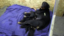Yezzi With 10 Puppies Day 22 [AKC German Rottweiler]