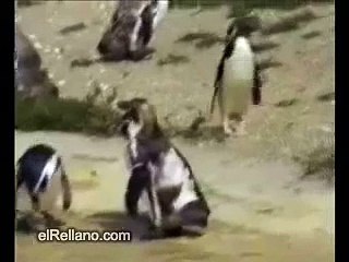 crazy penguin and lazy polar bear! Funniest thing ever
