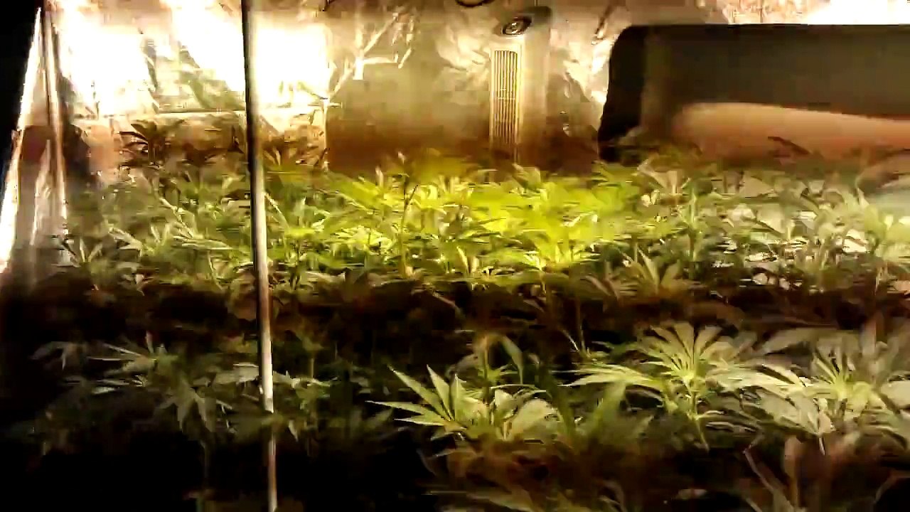 White Widow - End of week 6 - End of 2nd week of flowering