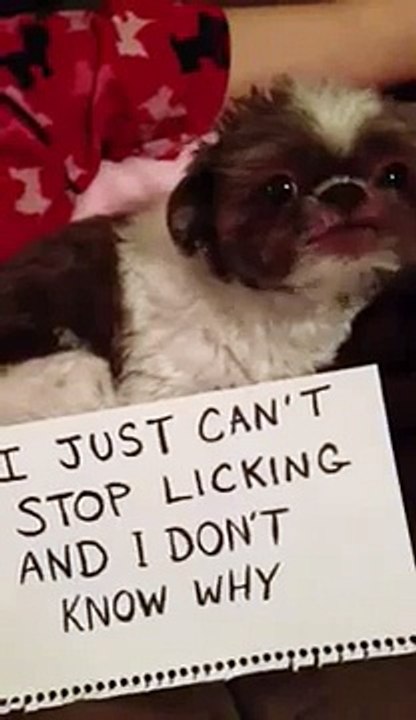 OCD Dog licking