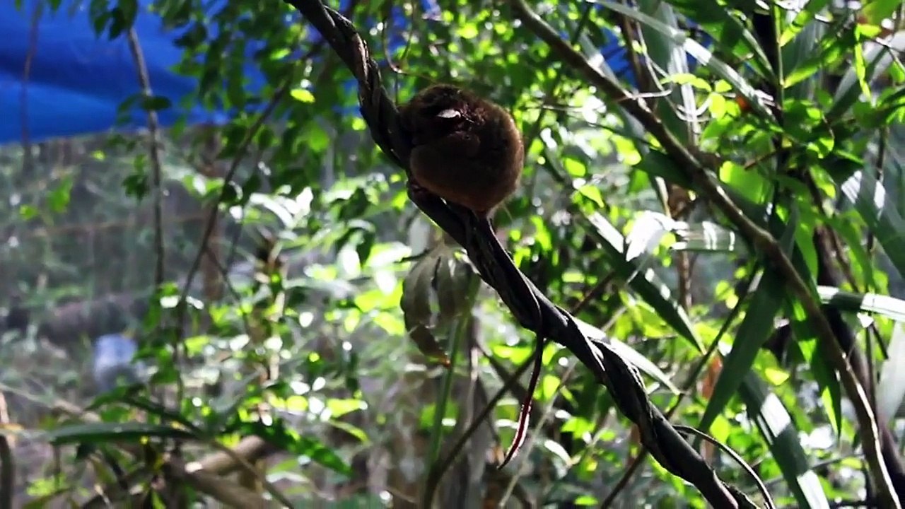 Tarsier Sanctuary