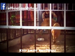 Lion attack on Man in Cage in Egypt