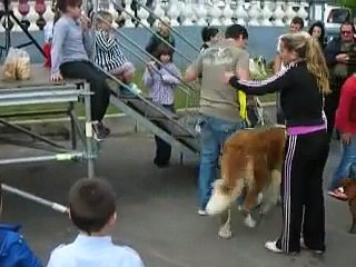 I concurso husse perros- helguera.MOV