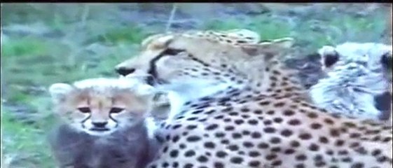 Safari at the Nairobi National Park 1999-2000