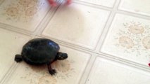 A map turtle trying to run away