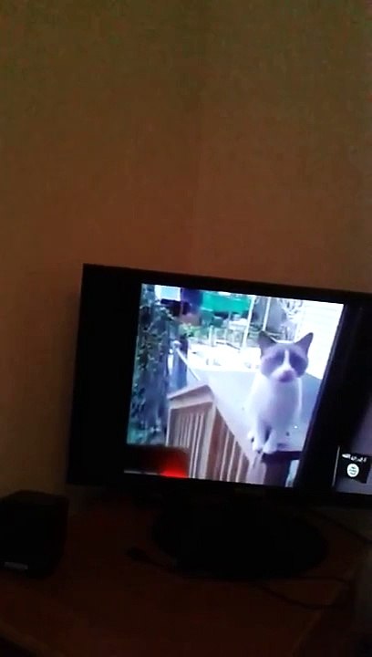 Cat Allah Akbar fun