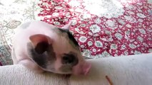 Mini-pigs funny videos with animals in 2015